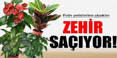 Evde yetiştirilen çiçekler zehir saçıyor!