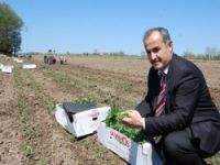 YILIN İLK FİDESİ TOPRAKLA BULUŞTU