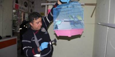 SAMSUN'DA HIRSIZ DAMIZLIK KUŞLARI ÇALDI