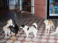 ONLARIN DA YAŞAMA HAKKI VAR