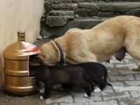 DUYARLI BELEDİYE ALAÇAM