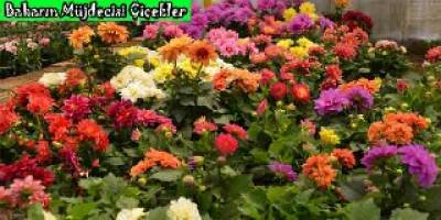 Baharın Müjdecisi Çiçekler