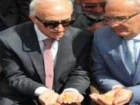 BAFRA DA ÇELTİK EKİMİ GÜNÜ YAPILDI