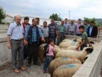 Alaçam da çiftçilere koyun verildi