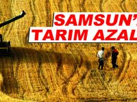Samsun'da tarım alanı azalıyor,üretim artıyor
