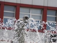 Sıcak havada kuşların su keyfi