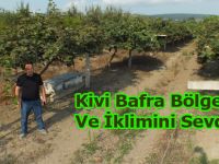 BAFRA DA ÖRNEK OLACAK KİVİ BAHÇESİ