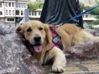 KAYIP KÖPEK 'HEKTOR’U BULANA PARA VERECEK