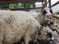 KURBAN BAYRAMI HAREKETLİLİĞİ BAŞLADI