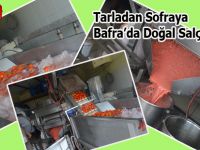 Tarladan Sofra'ya Bafra'da Doğal Salça Yapımı