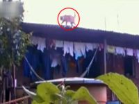 Zavallı kediye kötü şaka!