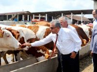 Bafra'da Büyükbaş hayvancılıkta atılım