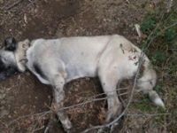 SAMSUN’DA 6 CİNS KÖPEK ZEHİRLENDİ