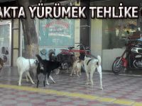 Bafra'da sokak köpekleri vatandaşı korkutuyor.