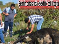 Bafra'da elektrik teli koptu inek telef oldu