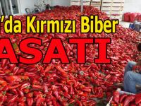 BAFRA DA KIRMIZI BİBER HASATI