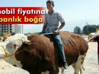 Otomobil fiyatına kurbanlık boğa