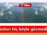 Balıkçılar yunuslara hamsi ikram etti