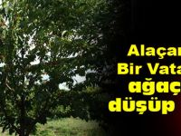 Alaçamda Bir Kişi Ağaçtan Düşme Sonucu Hayatını Kaybetti