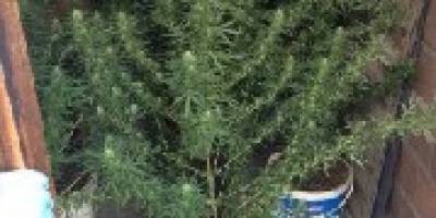 Samsun’da Uyuşturucu Operasyonu