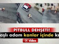 Pitbull dehşeti böyle görüntülendi