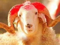 Kurbanlık alırken dikkat