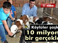 Damızlık düve dördüz buzağı