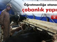 Öğretmenliğe atanamadı çobanlık yapıyor!