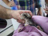 Sokak Köpeği, Yavru Kedinin Hayatını Kurtardı