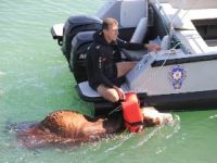 Polisten Denizde Hayvan Kurtarma Operasyonu