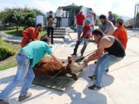 Polis Boğulmaktan Kurtardı, Eziyet Edilerek Tır’a Yüklendi