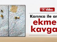 Karınca ile arının ekmek kavgası