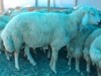 120 kiloluk koçu görenler şaşırıyor