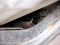 İnatçı Kediyi Polis Kurtardı