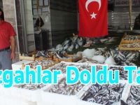 BAFRA'DA BALIK ÇEŞİTLERİ BOLLAŞTI