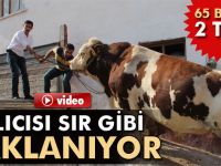 65 bin liralık boğa işadamına satıldı