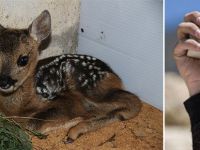 TAŞLA YARALAYIP, YEMEK İSTEMİŞ