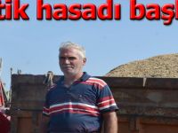 Bafra'da çeltik hasadı başladı
