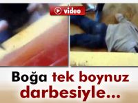 Boğa tek boynuz darbesiyle öldürdü
