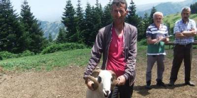 Bafra ırkı damızlık koçlar dağıtıldı