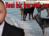 Aytünür;Yeni bir barınak şart oldu