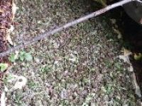 Jandarma Ormanlık Alanda Uyuşturucu Ele Geçirdi