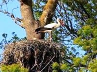 Yavru Leylekler çip'lenecek