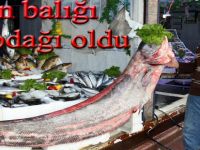 Altınkaya barajından çıkan yayın balığı ilgi odağı oldu