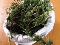 Trafik Kazasında Esrar Ele Geçti