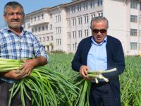 BAFRA’NIN PIRASASI TÜRKİYENİN EN KALİTELİ ÜRÜNÜDÜR