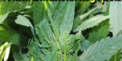 10 Kök hint keneviri ele geçirildi