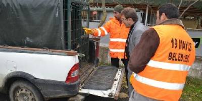 Sahipsiz Hayvanlara Belediye Şevkati