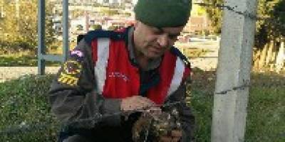 Yaralı Şahine Jandarma Şefkati