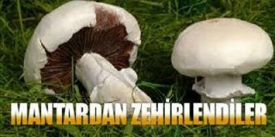 Mantar yine zehirledi